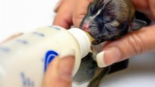 Guía para cuidar cachorros recién nacidos con o sin madre