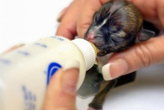 Guía para cuidar cachorros recién nacidos con o sin madre