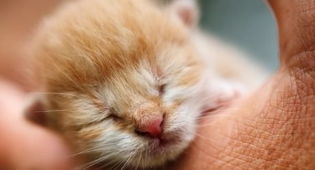 Guía para cuidar gatos recién nacidos con o sin madre