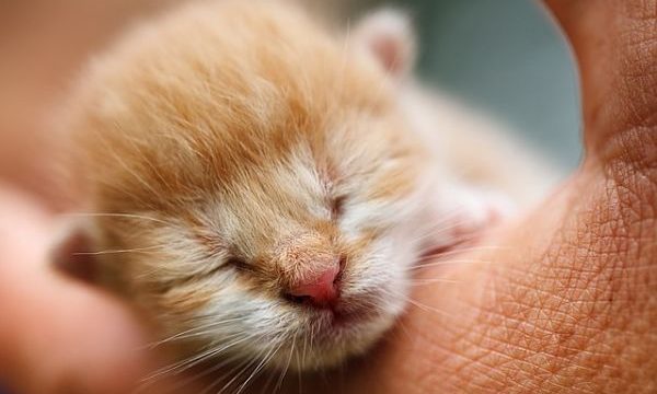 Guía para cuidar gatos recién nacidos con o sin madre