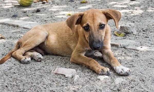 Rescatar a un perro callejero