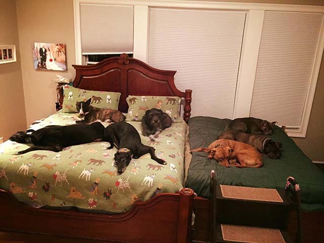 Familia necesita otra cama para más perros Familia necesita otra cama para más perros