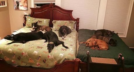Esta pareja adoptó a tantos perros que necesitaron otra cama