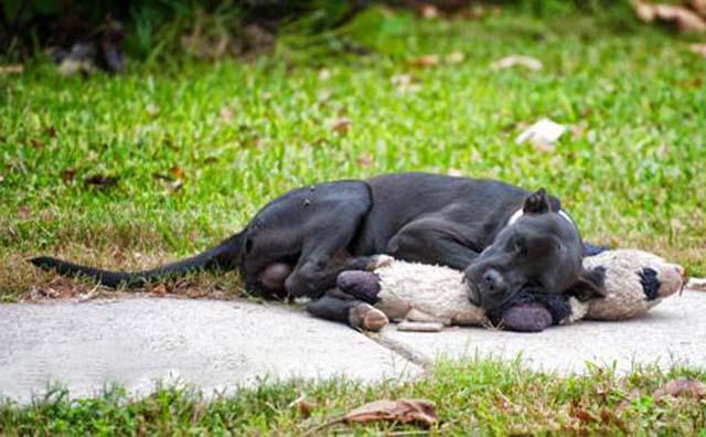 perro abandonado encuentra consuelo en un oso de peluche