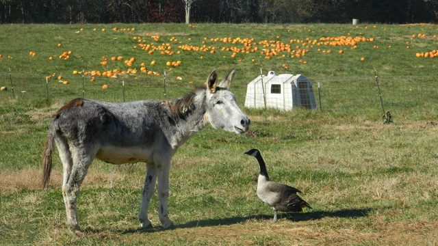 Burro y ganso se vuelven amigos