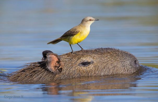 capibara-y-un-p-jaro-animales-queridos