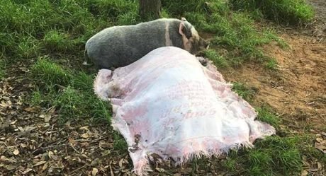 Cerdo no se separa de su amigo aún después de muerto