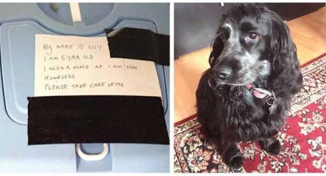 Una perra rescata a una gata abandonada en un portador de animales