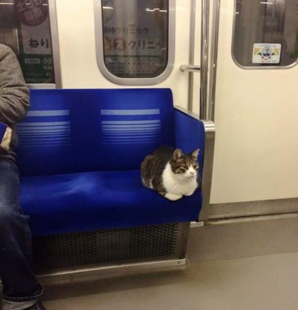 Gato viaja en metro en Tokio desde el 2013 Gato viaja en metro en Tokio desde el 2013