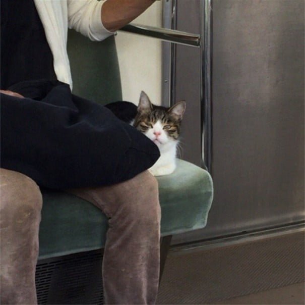 Gato viaja en metro en Tokio Gato viaja en metro en Tokio