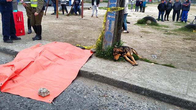 Perro no se aleja de su humano que falleció en un accidente