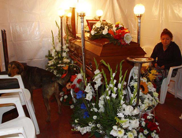 Su humano falleció y él no lo abandonó
