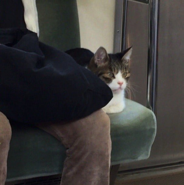 gato pasea en metro en Tokio gato pasea en metro en Tokio
