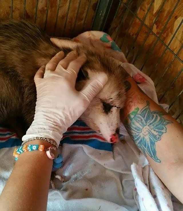 zarigueya embarazada en recuperación