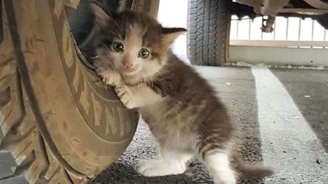 Encontro una gatita asustada debajo de un camion
