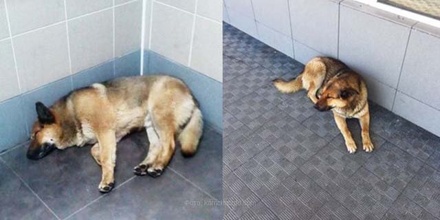 Perro lleva esperando una semana a su humano