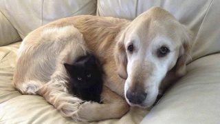 Perro perdio a su amigo felino con cancer pero ahora es feliz de nuevo (2)