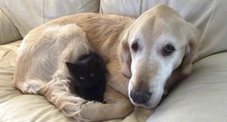 Este perro perdió a su amigo felino a causa del cáncer pero ahora volvió a ser feliz