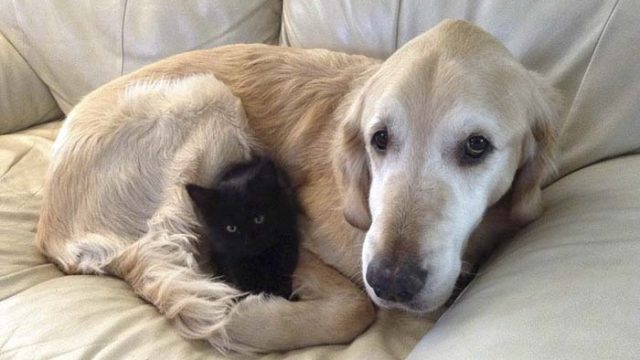 Perro perdio a su amigo felino con cancer pero ahora es feliz de nuevo (2)