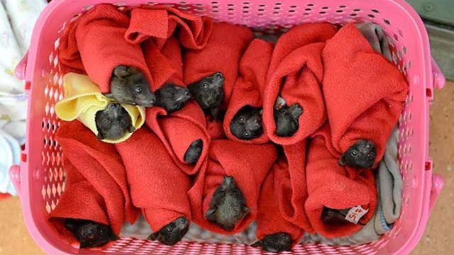 Bebés murciélagos zorro volador rescatados a punto de congelarse