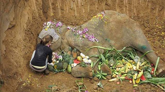 Muere elefante forzado a dar paseos a los turistas