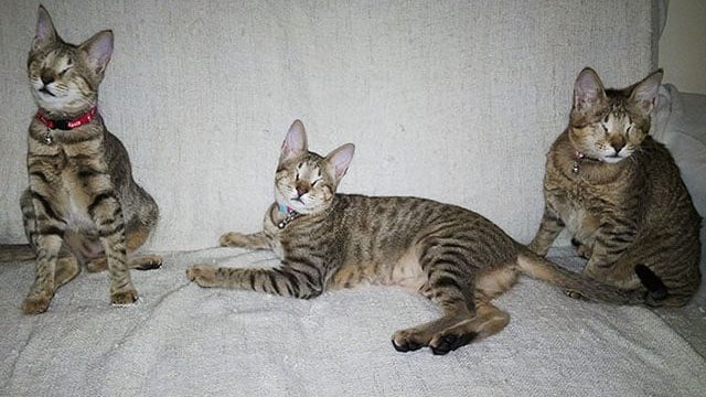Nadie quería a estos tres gatos ciegos y una mujer los adoptó