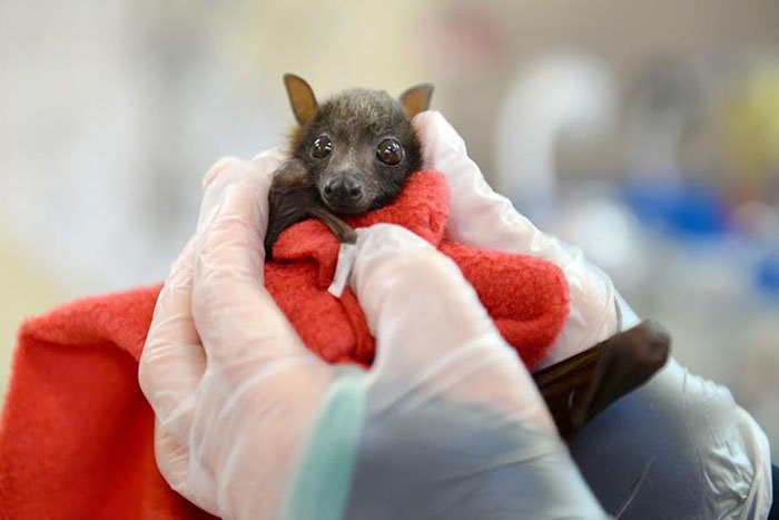 Pequeño zorro volador