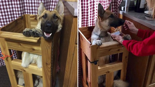 Perro extraña condición come silla especial