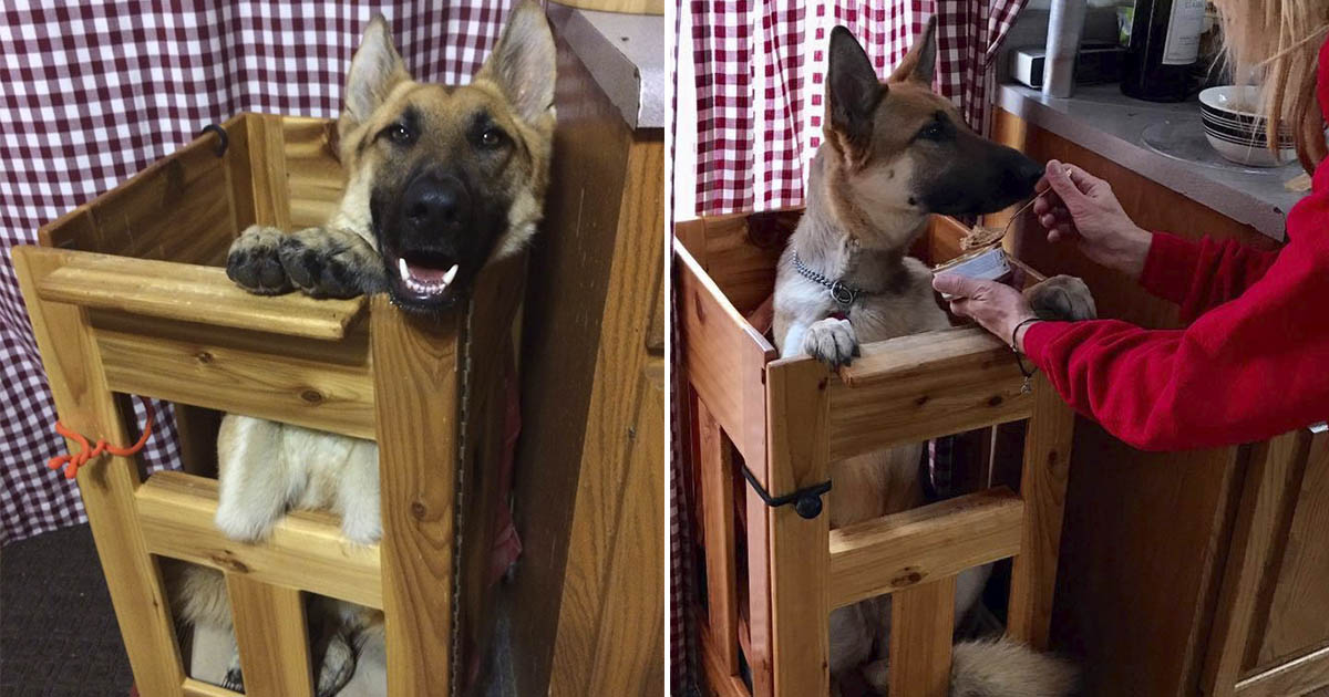 Perro extraña condición come silla especial