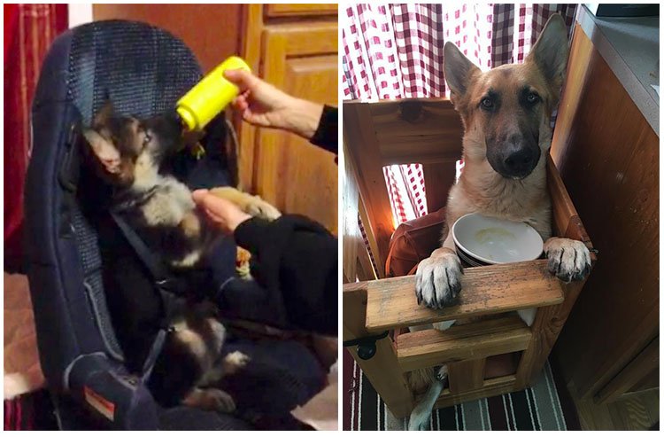 Perro nació con extraña condición
