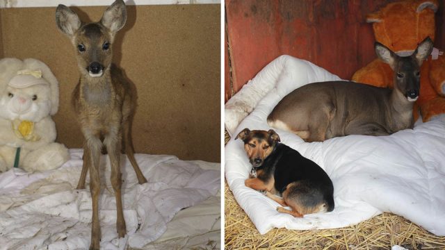 Ciervo rescatado se cree perro