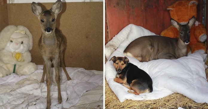 Ciervo rescatado se cree perro