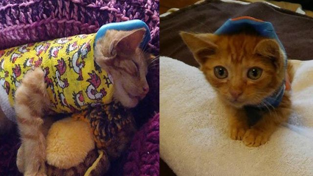 Este adorable gato sufrió un grave accidente y se recupera gracias a un pequeño molde corporal