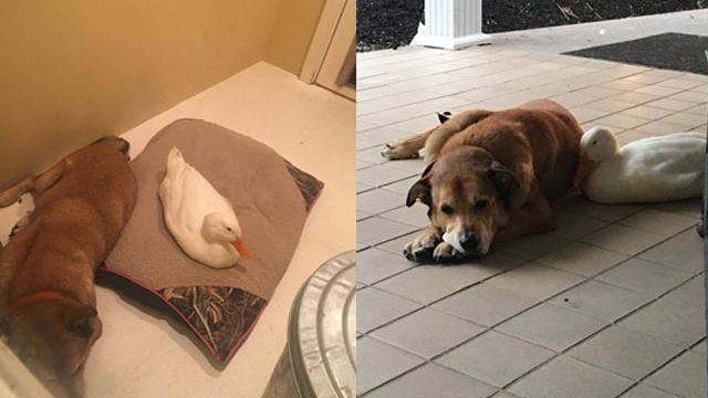 Este pato consuela a un perro deprimido que perdió a su amigo