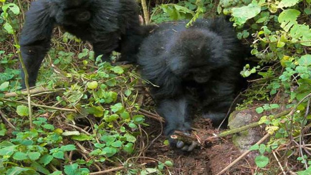 Asombrosa imagen muestra a dos jóvenes gorilas desmantelando trampas de cazadores furtivos