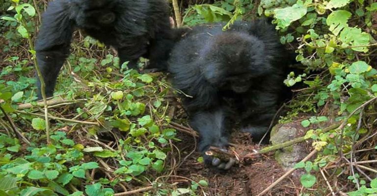 Asombrosa imagen muestra a dos jóvenes gorilas desmantelando trampas de cazadores furtivos