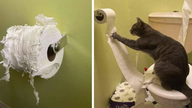 Eleanor la gata que disfruta destruir la reserva de papel higiénico