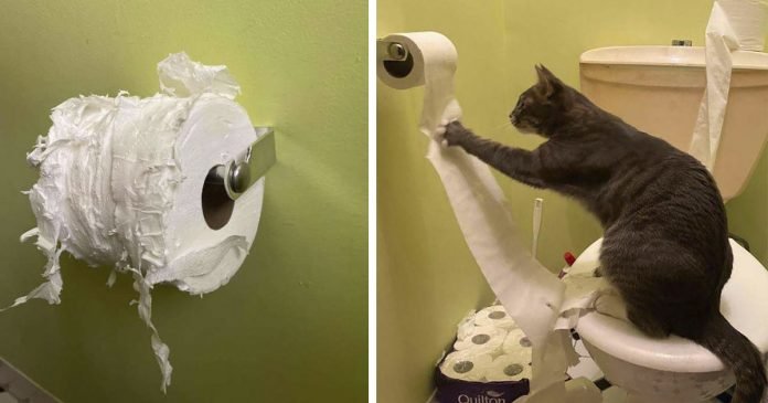 Eleanor la gata que disfruta destruir la reserva de papel higiénico