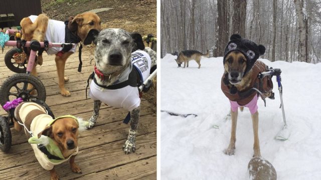 Mujer adopta perros con necesidades especiales y les da un hogar