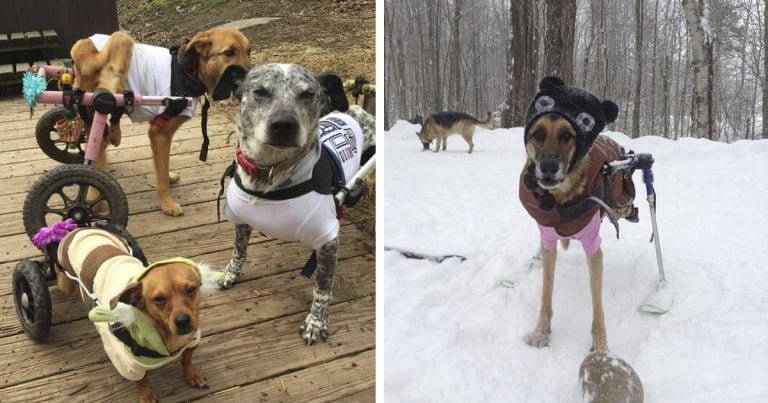 Mujer adopta perros con necesidades especiales y les da un hogar