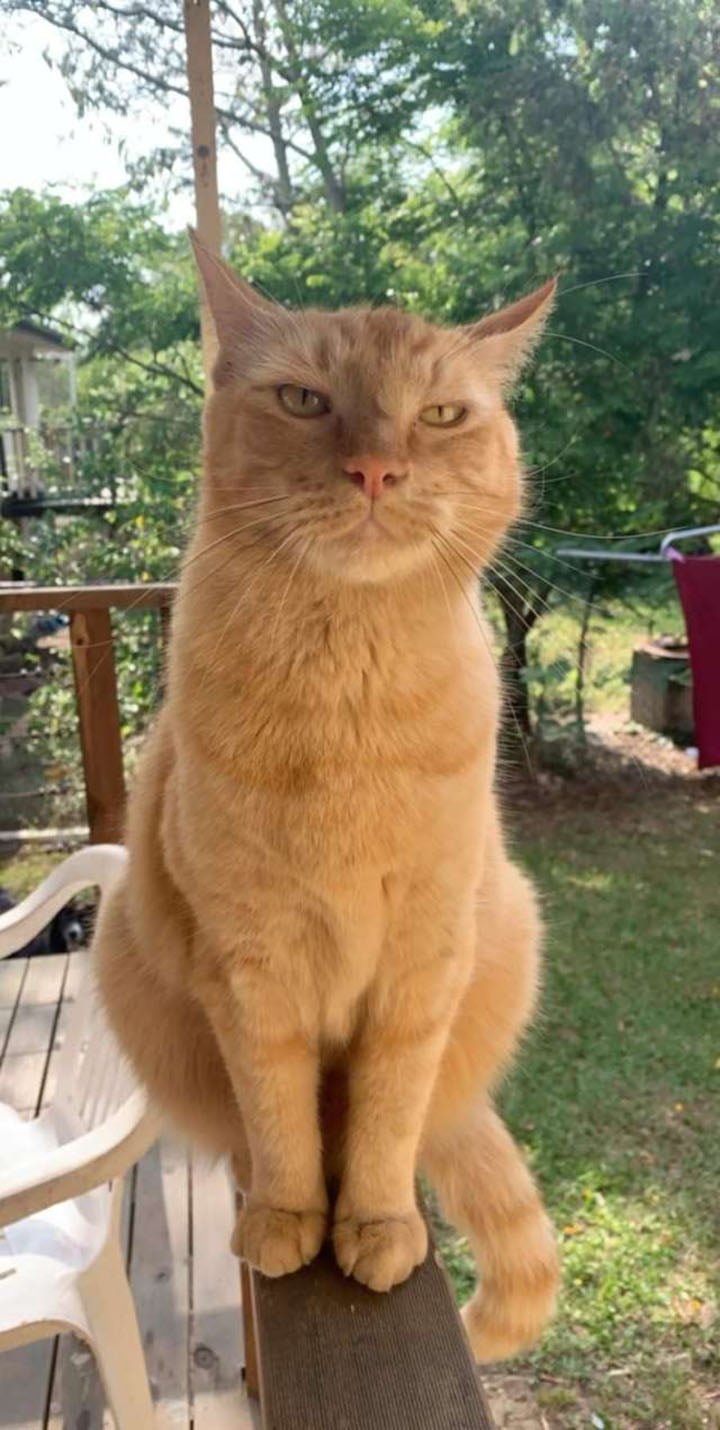 Nacho el Gato que hace agujeros