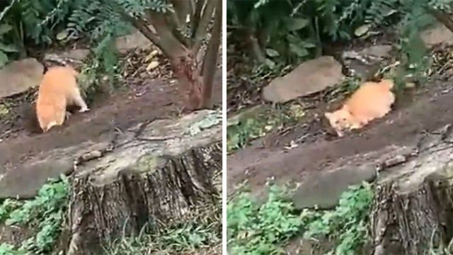 Nacho el travieso gato que hace agujeros en el patio