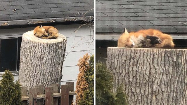 Zorro toma siesta en el tronco de un árbol