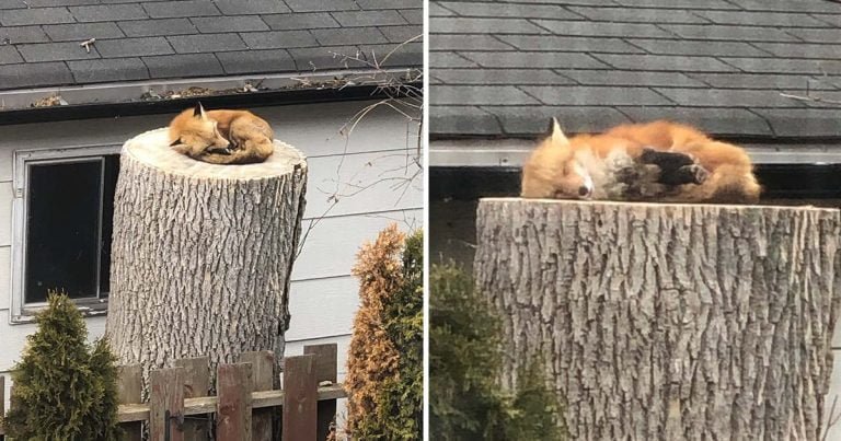 Zorro toma siesta en el tronco de un árbol