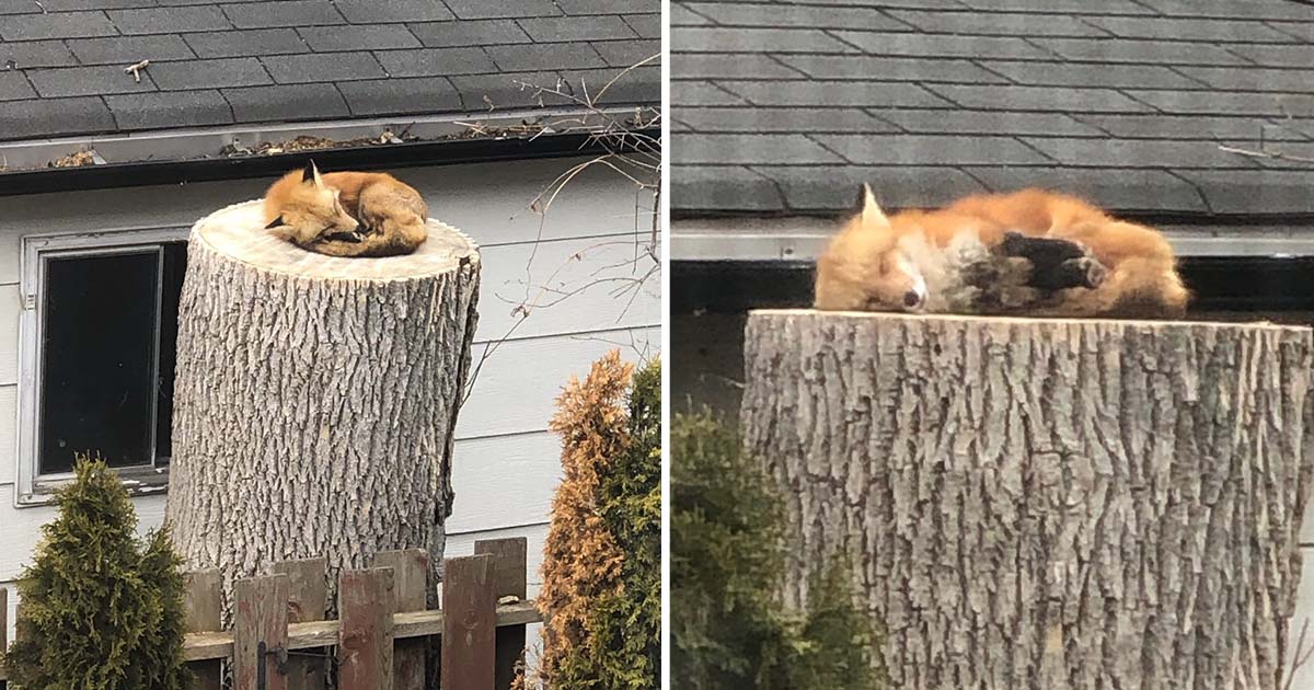 Zorro toma siesta en el tronco de un árbol