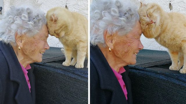 Abuela se reencuentra con su gato perdido hace cuatro años