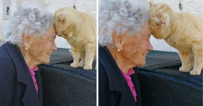 Abuela se reencuentra con su gato perdido hace cuatro años