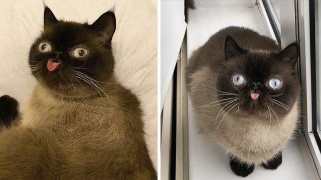 el gato que saca su lengua de forma graciosa en las fotos