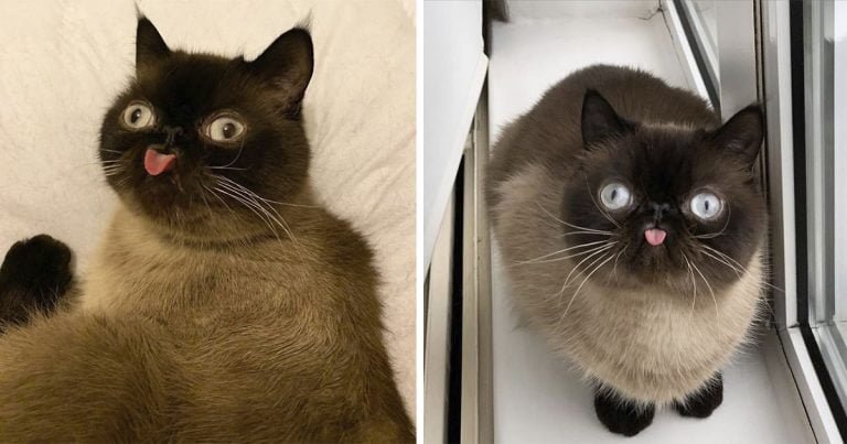 el gato que saca su lengua de forma graciosa en las fotos