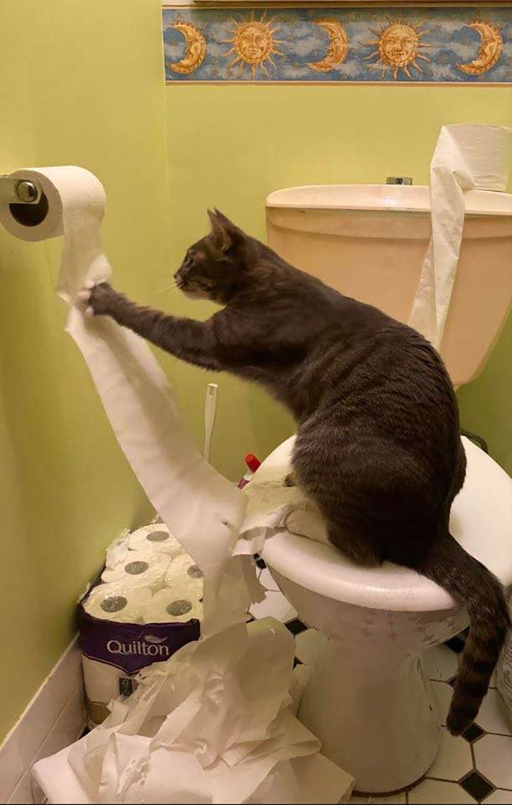 gata atrapada dañando el papel de baño